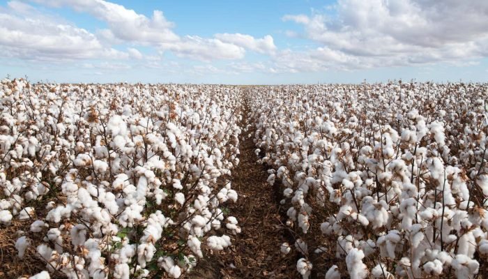 Blog-AgriQ_Fatores-que-afetam-o-desenvolvimento-do-algodao_Creditos-Shutterstock