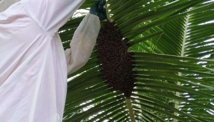 Periodo-de-enxameacao-aumenta-risco-de-picadas-de-abelhas-em-Mato-Grosso