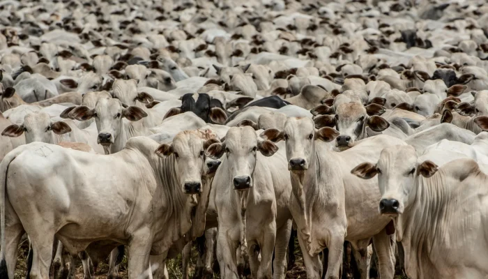 Foto: Governo de Mato Grosso