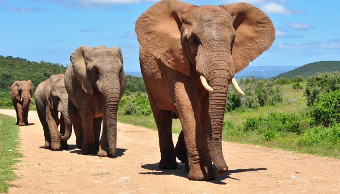 elefante-africano-235722367