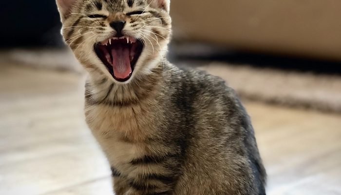 gato-animal-covid-19-scaled