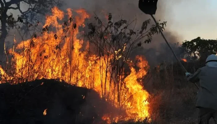 incendios-florestais-amazonia-impe