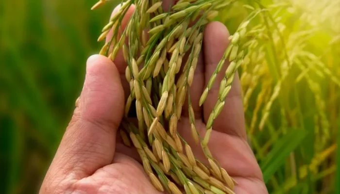 mercado-do-arroz-1-1140x570