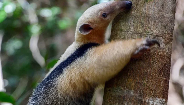 tamandua-mirim-acervo-bracell-1-